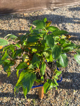 Cargar imagen en el visor de la galería, Bonsái Malus 12 años (MANZANO)