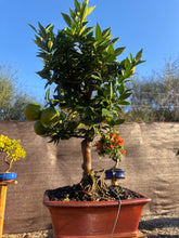 Cargar imagen en el visor de la galería, Bonsái Citrus Myrtifolia 12 años