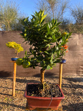 Cargar imagen en el visor de la galería, Bonsái Citrus Myrtifolia 12 años