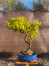 Cargar imagen en el visor de la galería, Bonsái Citrus Myrtifolia 10 años