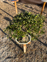 Cargar imagen en el visor de la galería, Bonsái Olea Europaea Sylvestris (ACEBUCHE)