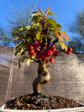 Cargar imagen en el visor de la galería, Bonsái Malus 12 años (MANZANO)