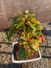 Cargar imagen en el visor de la galería, Bonsái Malus 12 años (MANZANO)