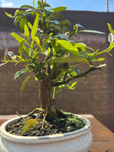 Cargar imagen en el visor de la galería, Bonsái Citrus Kinzu 10 años (Naranjo)