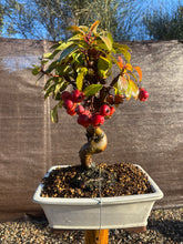 Cargar imagen en el visor de la galería, Bonsái Malus 12 años (MANZANO)