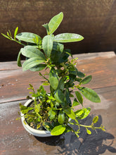 Cargar imagen en el visor de la galería, Bonsái Citrus Kinzu 10 años (Naranjo)