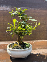 Cargar imagen en el visor de la galería, Bonsái Citrus Kinzu 10 años (Naranjo)