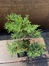 Cargar imagen en el visor de la galería, Bonsái Juníperus Horizontalis "Blue Chip"