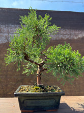 Cargar imagen en el visor de la galería, Bonsái Juníperus Horizontalis "Blue Chip"