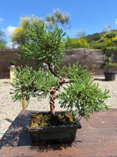 Cargar imagen en el visor de la galería, Bonsái Juníperus Horizontalis "Blue Chip"