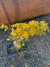 Cargar imagen en el visor de la galería, Buganvilla bonsái