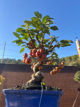 Cargar imagen en el visor de la galería, Manzano 12 años (Malus)