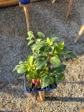 Cargar imagen en el visor de la galería, Manzano 12 años (Malus)