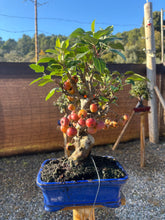 Cargar imagen en el visor de la galería, Manzano 12 años (Malus)