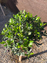 Cargar imagen en el visor de la galería, Bonsái Olivo 10 años