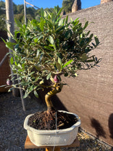 Cargar imagen en el visor de la galería, Bonsái Olivo 10 años