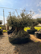 Cargar imagen en el visor de la galería, Olivo centenario nº 415 (Olea Europaea)