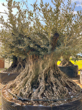 Cargar imagen en el visor de la galería, Olivo centenario nº 415 (Olea Europaea)