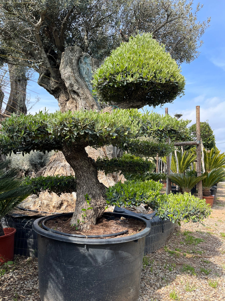 Olivo estilo japonés de 400 años (Olea Europaea) – BONSAIS LA SELVA
