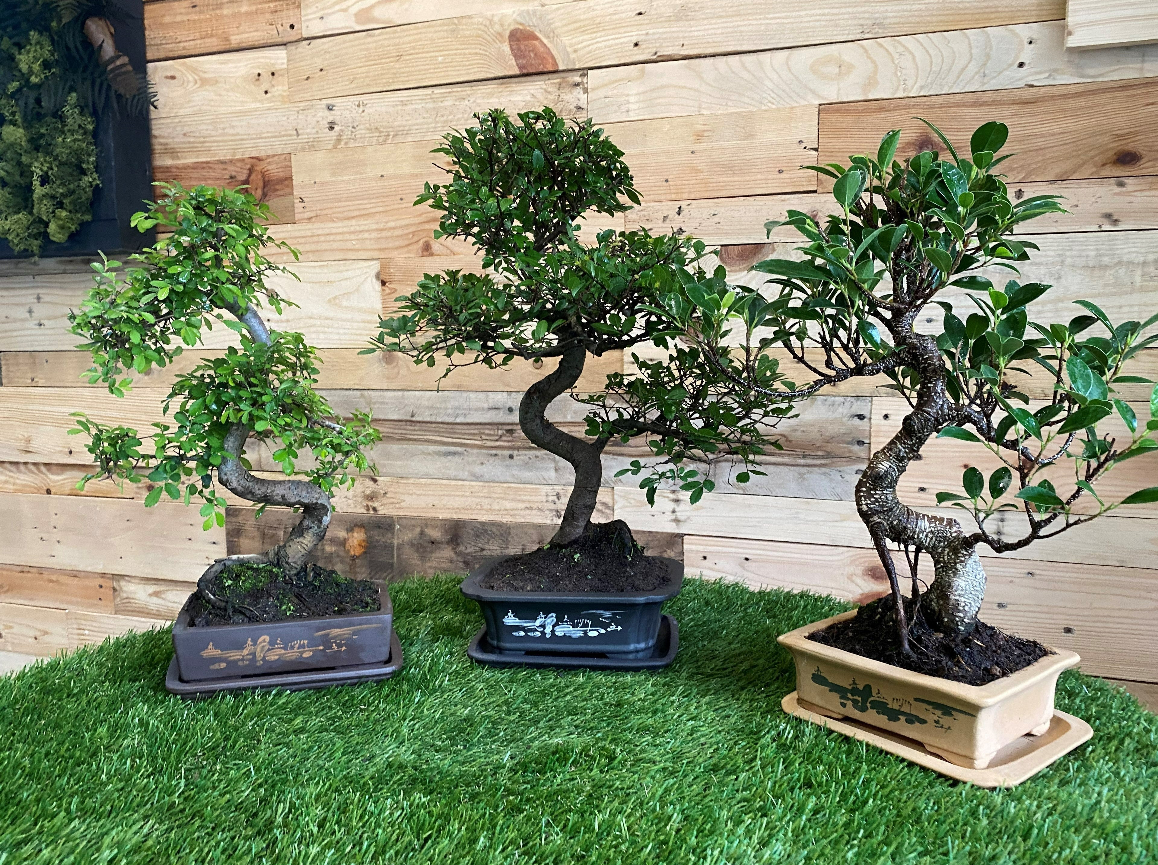 Ficus Retusa Bonsai Cuidados Del Ficus Bonsi: [Tierra, Fortalecimiento,  Humedad Y Poda Ficus Natural