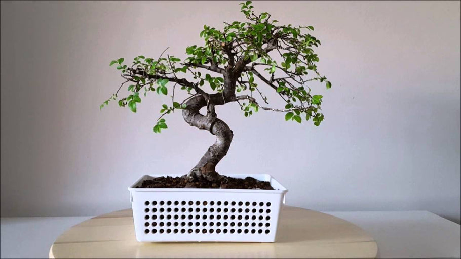 Las ventajas de cultivar en coladores