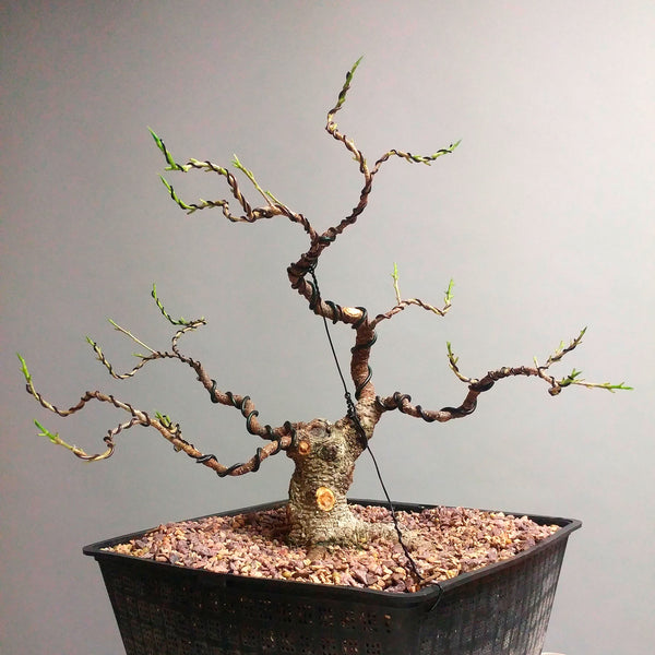 Defoliado en bonsáis