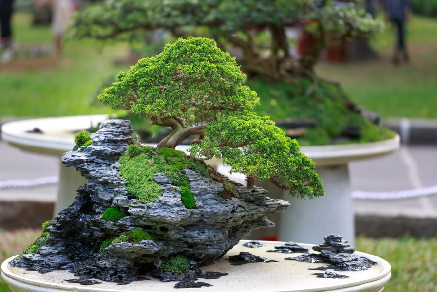 Tres conceptos básicos para el cultivo de tus bonsáis