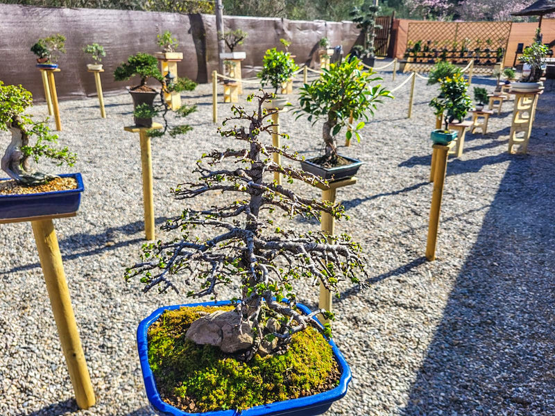 Cultivo de Bonsáis a Pleno Sol: Especies y Consejos