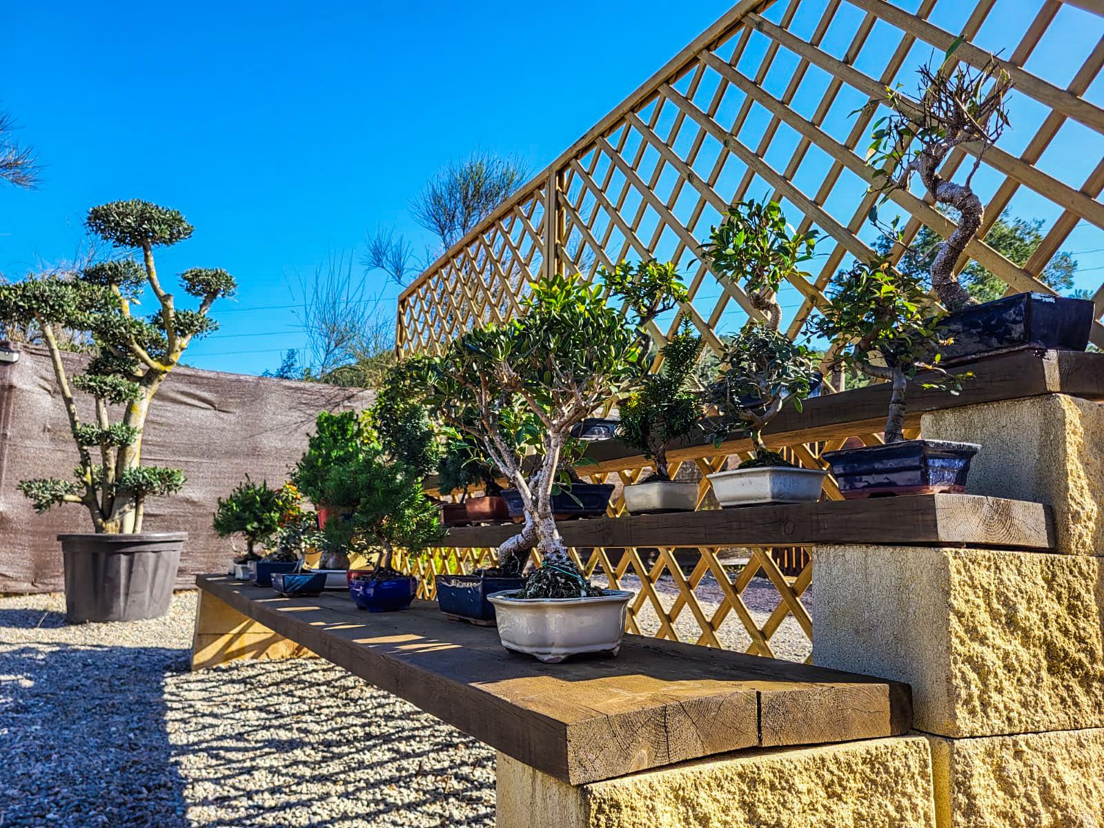 El Origen del Bonsái: Un Arte Milenario – BONSAIS LA SELVA, image size:1600x1200