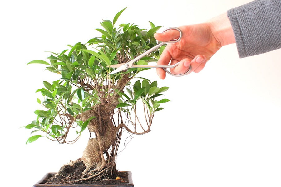 La poda de estructura en bonsáis