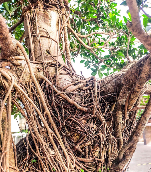 Cómo potenciar la emisión de raíces aéreas en los Ficus