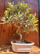 Cargar imagen en el visor de la galería, Bonsai Olea Europaea 10 años (Olivo)
