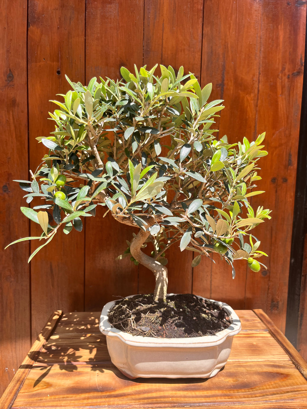 Bonsai Olea Europaea 10 años (Olivo)