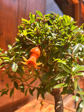 Cargar imagen en el visor de la galería, Bonsái Punica Granatum 9 años (Granado)
