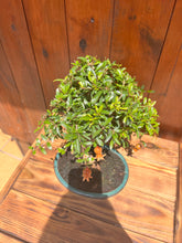 Cargar imagen en el visor de la galería, Bonsái Punica Granatum 9 años (Granado)
