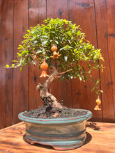 Cargar imagen en el visor de la galería, Bonsái Punica Granatum 9 años (Granado)
