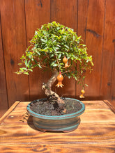 Cargar imagen en el visor de la galería, Bonsái Punica Granatum 9 años (Granado)
