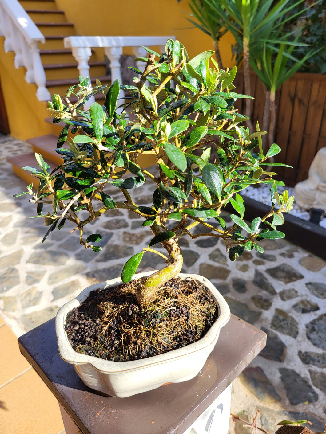 Bonsai Olea Europaea 10 años (Olivo)