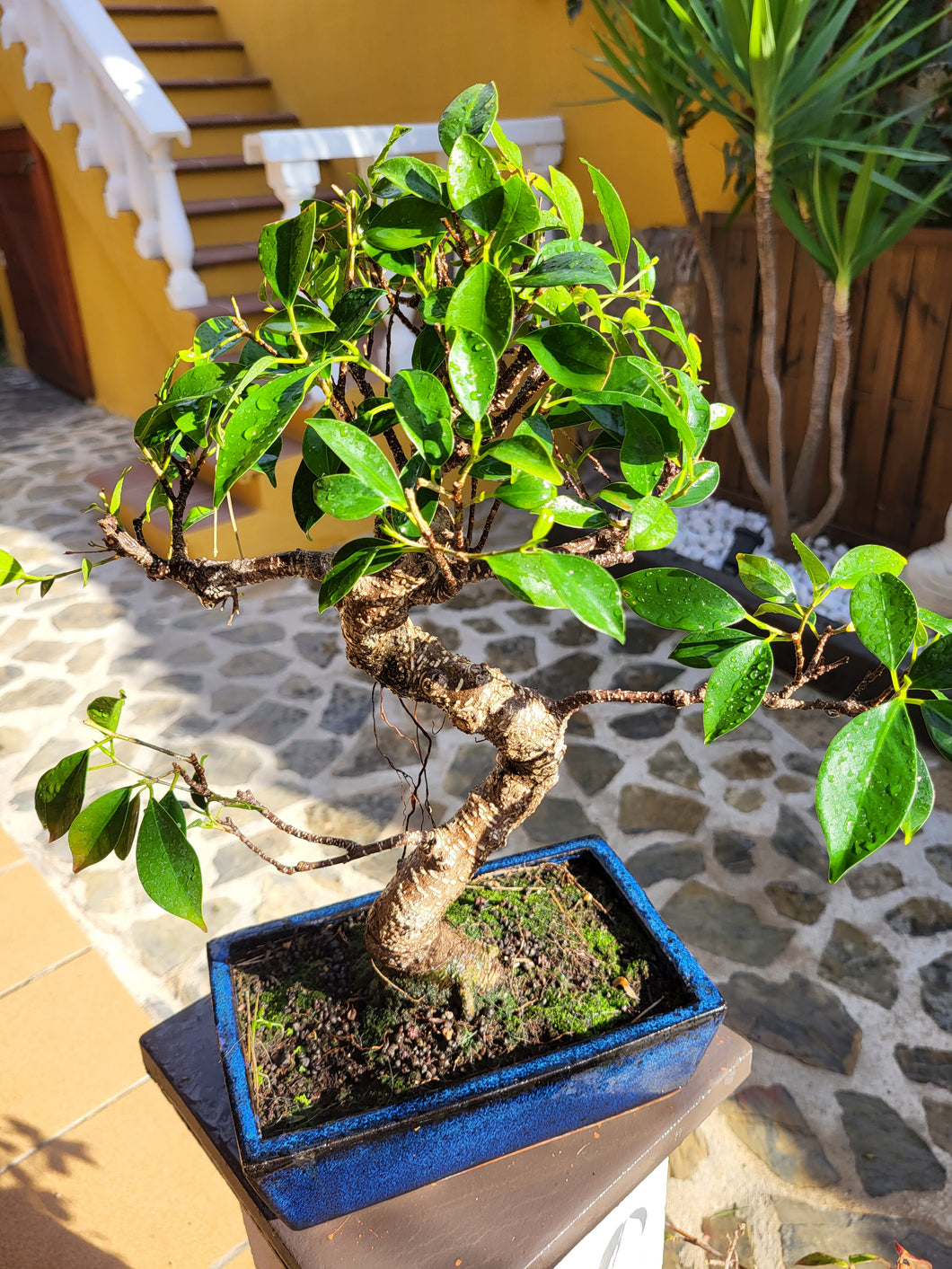 Bonsái Ficus Retusa 10 años