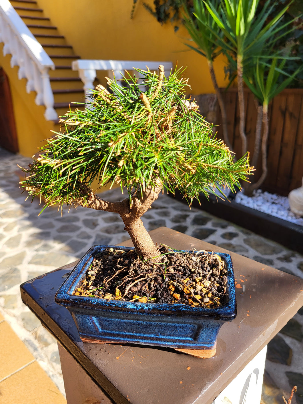 Bonsái Pinus Halepensis 8 años