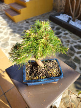 Cargar imagen en el visor de la galería, Bonsái Pinus Halepensis 8 años
