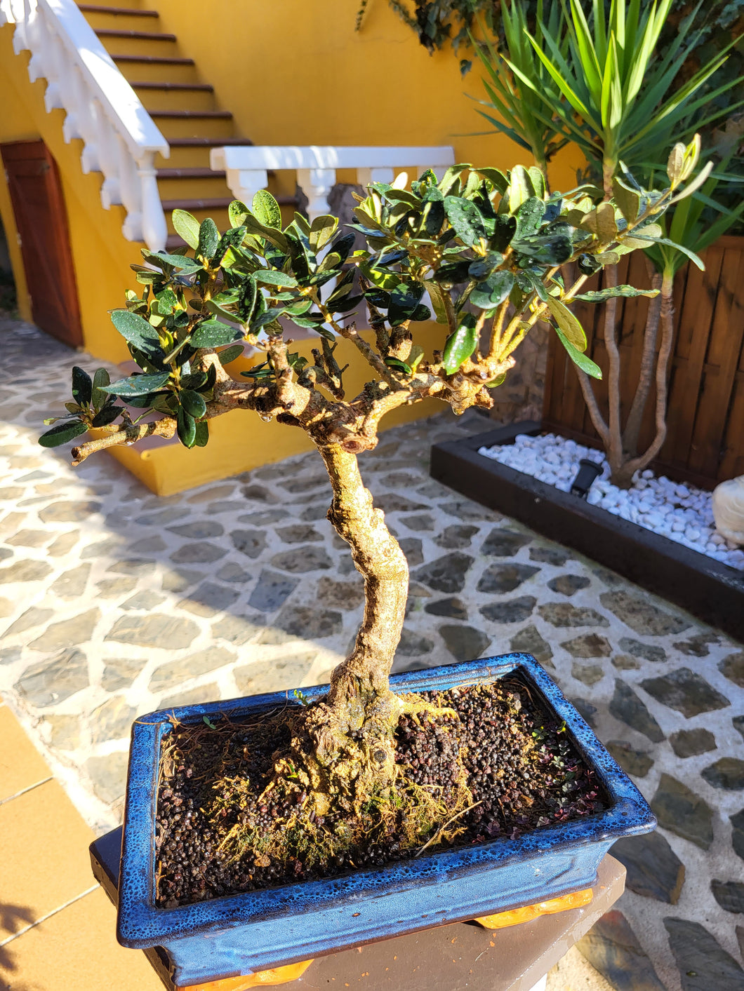 Bonsái Olea Europaea Sylvestris (ACEBUCHE)