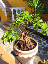 Cargar imagen en el visor de la galería, Bonsái Ficus

