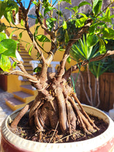 Cargar imagen en el visor de la galería, Bonsái Ficus
