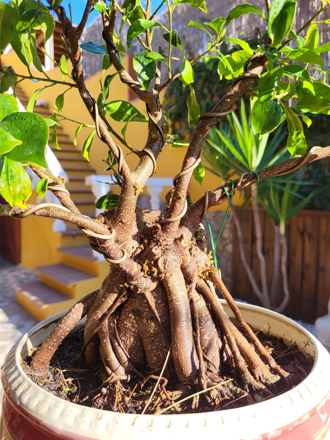 Bonsái Ficus