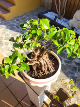 Cargar imagen en el visor de la galería, Bonsái Ficus
