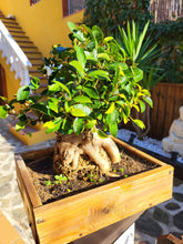 Cargar imagen en el visor de la galería, Bonsái Ficus
