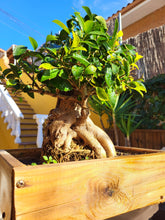 Cargar imagen en el visor de la galería, Bonsái Ficus
