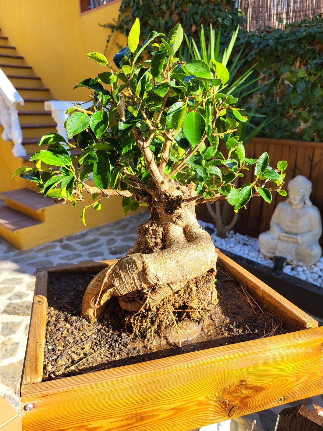 Bonsái Ficus