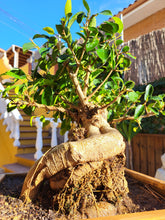 Cargar imagen en el visor de la galería, Bonsái Ficus
